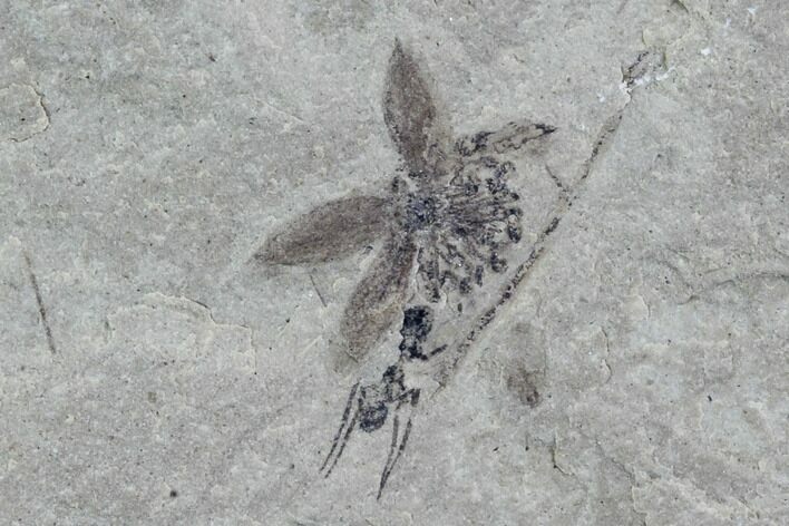 Delicate Fossil Flower With Stamen - Green River Formation, Utah #94775